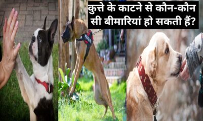 कुत्ते के काटने को ना ले हल्के में, तुरंत ले डॉक्टर की सलाह, Do not take dog bites lightly