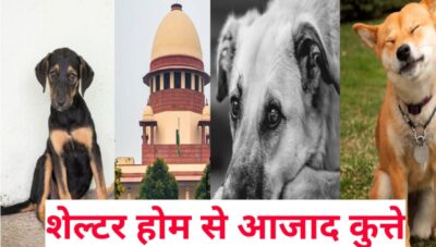 Dog Lovers की हुई जीत, आक्रमक और आवारा कुत्तों पर सुप्रीम कोर्ट का बड़ा फैसला आया, SUPREME COURT ON STRAY DOGS