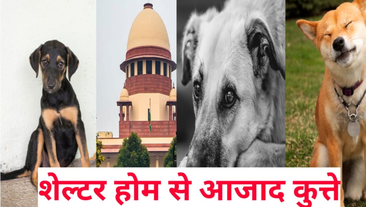 Stray dogs of Delhi NCR freed from shelter home