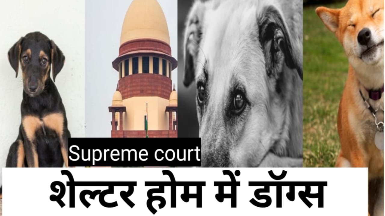 stray dogs of delhi ncr