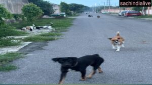 dog attacks