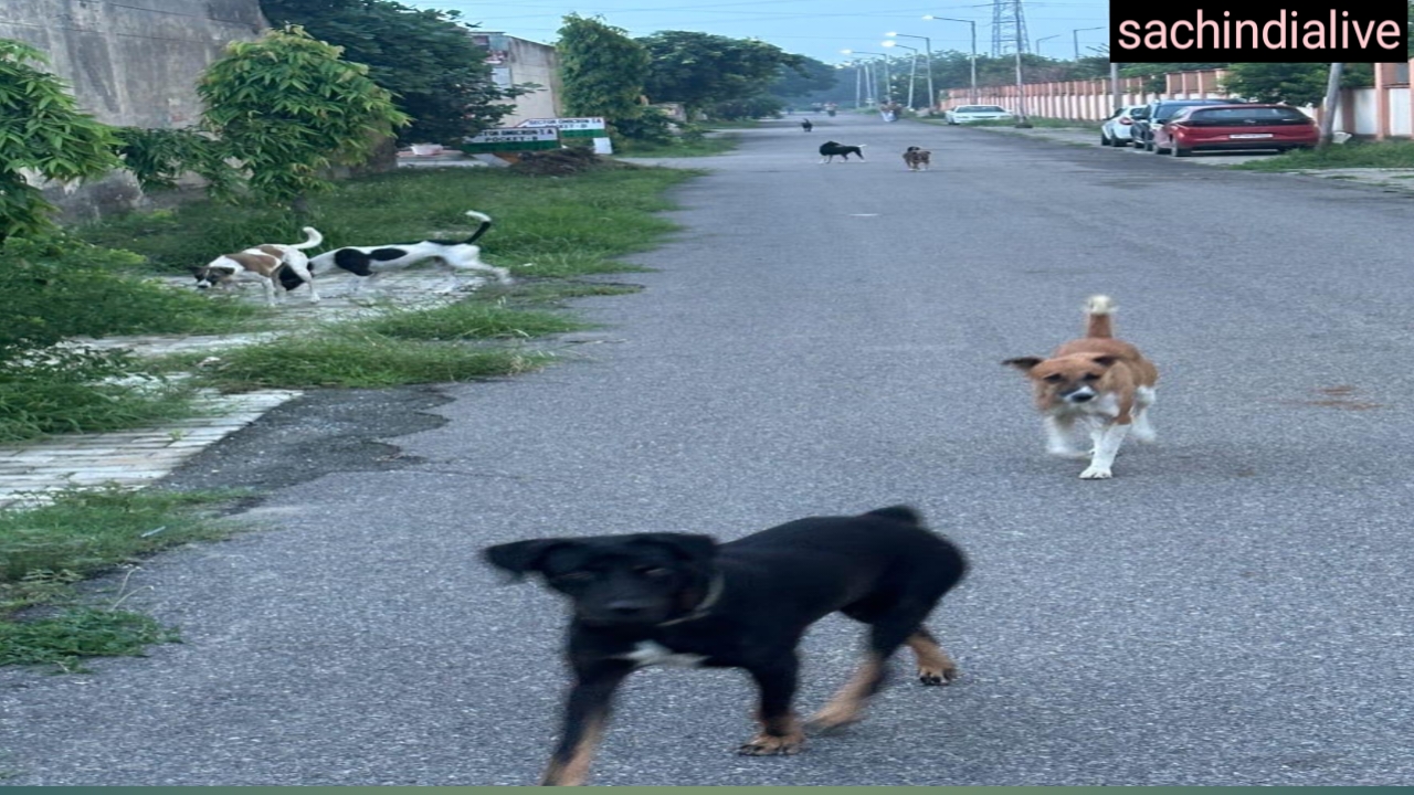 dog attacks